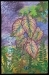 6-Stenger-Touch of the Rainforest-Full 300ppi