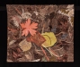 Colorado-2-Warner-_Fallen-Leaves-in-Colorado-Autumn