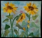 #13 Stenger-Sunflower full 300