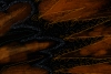 #16 LaDuke-Phenomena closeup 300