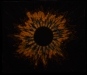 #16 LaDuke-Phenomena full 300