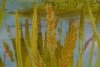 #6 Schafer-After the Rain closeup 300