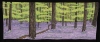 4-Stahl-Escape-to-the-Enchanted-Forest-Full-72ppi