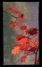 Sanmann-_Natures-Fireworks
