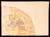 Schupp-_Nautilus