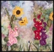 Bonnie-Stenger-My-Not-So-Secret-Garden