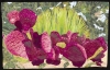 Sherida-Warner-Cows-Tongue-Prickly-Pear-Cactus